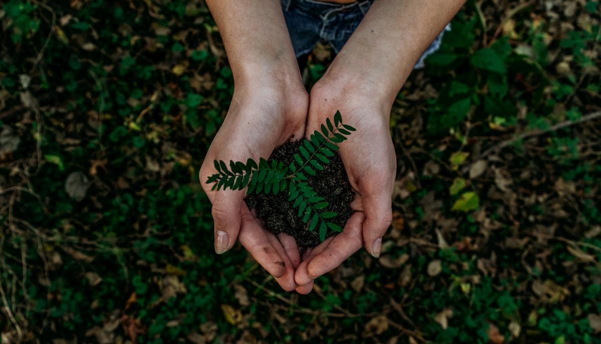 Building a Sustainable NFT Community